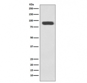 Western blot testing of human HeLa cell lysate with Ku80 antibody. Predicted molecular weight ~80 kDa.