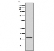 Western blot testing of human HepG2 cell lysate with COX IV antibody. Predicted molecular weight ~20 kDa.