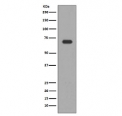 Western blot testing of human HepG2 cell lysate with ALAS1 antibody. Predicted molecular weight ~71 kDa.