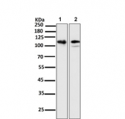 Western blot testing of 1) human HeLa and 2) rat spleen tissue lysate with LAMP-2A antibody. This protein can be extensively glycosylated and has a visualized molecular weight from 45~110 kDa.