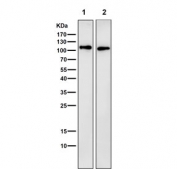 Western blot testing of 1) mouse liver and 2) rat liver tissue lysate with LAMP-2A antibody. This protein can be extensively glycosylated and has a visualized molecular weight from 45~110 kDa.