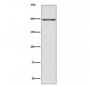 Western blot testing of mouse heart lysate with MYH6 antibody. Predicted molecular weight ~224 kDa, routinely observed at 200-250 kDa.