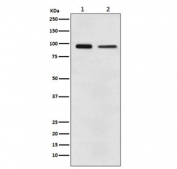 Western blot testing of 1) human A431 and 2) mouse NIH3T3 cell lysate with EEF2 antibody. Predicted molecular weight ~95 kDa.