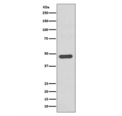 Western blot testing of human SH-SY5Y cell lysate with Tissue Factor antibody. Expected molecular weight: 33-50 kDa depending on glycosylation level.