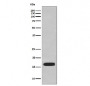 Western blot testing of HUVEC cell lysate with CD59 antibody. Expected molecular weight: 14-20 kDa depending on level of glycosylation.