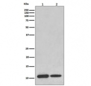 Western blot testing of 1) human ThP-1 and 2) mouse brain lysate with MIF antibody. Predicted molecular weight ~13 kDa.
