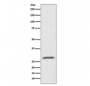 Western blot testing of HUVEC cell lysate with CD99 antibody. Predicted molecular weight: 16-32 kDa depending on the level of glycosylation.