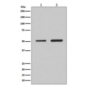 Western blot testing of 1) human HeLa and 2) mouse NIH3T3 cell lysate with IRF2 antibody. Predicted molecular weight: ~39 kDa, routinely observed at 39-50 kDa.