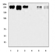 Flow cytometry testing of human PC-3 cells with ROBO1 antibody at 1ug/million cells (blocked with goat sera); Red=cells alone, Green=isotype control, Blue= ROBO1 antibody.