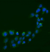 Immunofluorescent staining of FFPE human A431 cells with Semaphorin 3B antibody (green) at 2ug/ml and DAPI nuclear stain (blue). HIER: steam section in pH6 citrate buffer for 20 min.