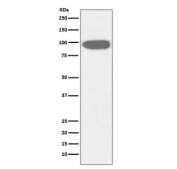Western blot testing of human HeLa cell lysate with HSP90B1 antibody. Predicted molecular weight ~94 kDa.