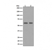 Western blot testing of human 1) HaCat and 2) HepG2 cell lysate with Cyclin B1 antibody. Predicted molecular weight: 48-60 kDa.