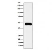 Western blot testing of human Daudi cell lysate with ETS1 antibody. Predicted molecular weight ~51 kDa.