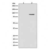 Western blot testing of lysate from rat PC-12 cells 1) untreated or 2) treated with TPA, with phospho-B Raf antibody (pT401). Predicted molecular weight: 85-95 kDa.