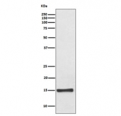 Western blot testing of human fetal heart lysate with FABP4 antibody. Predicted molecular weight ~15 kDa.