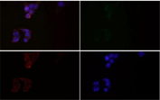 Immunofluorescence of Glutamine Synthetase Antibody in HeLa cells. HeLa cells show weak cytoplasmic fluorescence (green) consistent with Glutamate-ammonia ligase (GLUL) localization, while nuclei are counterstained with DAPI (blue). Phalloidin-TRITC (red) highlights actin filaments. The merged image demonstrates faint cytoplasmic GLUL staining surrounding the nuclei without nuclear overlap. The Glutamine Synthetase Antibody was used at a 1:50 dilution.