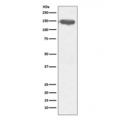 Western blot testing of human ThP1 cell lysate with CD13 antibody. Expected molecular weight: 110-150 kDa depending on glycosylation level.