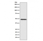 Western blot testing of human HeLa cell lysate with MyoD antibody. Expected molecular weight: 43-45 kDa.