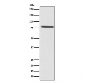 Western blot testing of human HeLa cell lysate with Ezrin antibody. Expected molecular weight: 70-80 kDa.