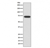 Western blot testing of human HeLa cell lysate with ATF2 antibody. Expected molecular weight: 65-70 kDa.