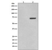 Western blot testing of lysate from human HeLa cells 1) untreated and 2) treated with Anisomycin, with phospho-ATF2 antibody (pT71). Expected molecular weight: 65-70 kDa.