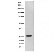 Western blot testing of human 293T cell lysate with UCHL3 antibody. Predicted molecular weight ~26 kDa.