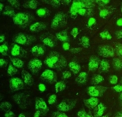 IF/ICC staining of FFPE human A431 cells with SOX15 antibody at 2ug/ml. HIER: steam section in pH6 citrate buffer for 20 min.