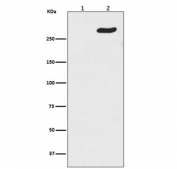 Western blot testing of lambda phosphatase treated (1) and untreated (2) human HeLa cell lysate with phospho-RNA Polymerase II antibody. Predicted molecular weight 200-220 kDa but commonly observed at 250-270 kDa.