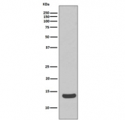 Western blot testing of human Raji cell lysate with H2AFX antibody. Predicted molecular weight ~15 kDa.