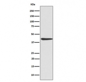 Western blot testing of mouse NIH3T3 cell lysate with CREB1 antibody. Expected molecular weight: 37-43 kDa.