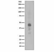Western blot testing of lysate from human HeLa cells treated with Calyculin A, with phospho-CREB1 antibody (pS133). Expected molecular weight: 37-43 kDa.