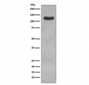 Western blot testing of human ThP-1 cell lysate with CD31 antibody. Expected molecular weight: 83-130 kDa depending on level of glycosylation.