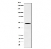 Western blot testing of human HeLa cell lysate with NCK antibody. Predicted molecular weight ~43 kDa.