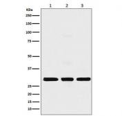 Western blot testing of 1) human MCF7, 2) mouse NIH3T3 and 3) rat C6 cell lysate with Histone H1.2 antibody. Expected molecular weight ~21 kDa (unmodified), ~30 kDa (modified).