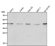 Western blot testing of human cell lysates with CD152 antibody. Predicted molecular weight ~25 kDa but may be observed at higher molecular weights due to glycosylation.