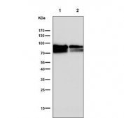 Western blot testing of human 1) Raji and 2) Daudi cell lysate with CD19 antibody. Expected molecular weight: 60-100 kDa depending on glycosylation level.
