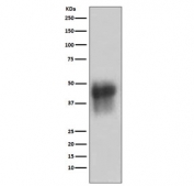Western blot testing of human K562 cell lysate with CD46 antibody. Observed molecular weight: 41~70 kDa depending on glycosylation level.