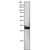 Western blot testing of mouse kidney tissue lysate with NQO1 antibody. Predicted molecular weight ~30 kDa.