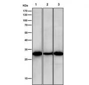 Western blot testing of rat 1) liver, 2) spleen and 3) lung tissue lysate with NQO1 antibody. Predicted molecular weight ~30 kDa.