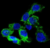 IF/ICC staining of HUVEC with VEGFA antibody (green) and DAPI nuclear stain (blue).