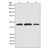 Western blot testing of 1) human HeLa, 2) mouse RAW 264.7 and 3) rat PC-12 cell lysate with PRAS40 antibody. Expected molecular weight ~40 kDa.