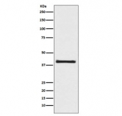 Western blot testing of human 293T cell lysate with AKT1S1 antibody. Expected molecular weight ~40 kDa.