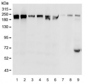 Western blot testing of human 1) Raji, 2) K562, 3) HL-60, 4) Caco-2, 5) HeLa, 6) HepG2, 7) rat brain, 8) mouse brain and 9) mouse lung with BRG1 antibody. Predicted molecular weight: 185-190 kDa, observed at 200-220 kDa.