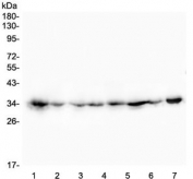 Western blot testing of human 1) HEK293, 2) A549, 3) HepG2, 4) ThP-1, 5) PANC-1, 6) SW620, 7) rat RH30 and 8) mouse NIH3T3 lysate with CDK1 antibody. Predicted molecular weight ~33 kDa.