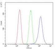 Flow cytometry testing of human PC-3 cells with CDK1 antibody at 1ug/million cells (blocked with goat sera); Red=cells alone, Green=isotype control, Blue= CDK1 antibody.