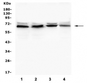 Western blot testing of human 1) K562, 2) Caco-2, 3) HepG2 and 4) U-87 MG cell lysate with IFNAR2 antibody. Expected molecular weight: 58-65 kDa.