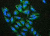 Immunofluorescent staining of FFPE human U-2 OS cells with Hsp27 antibody (green) and DAPI (blue). HIER: boil tissue sections in pH6, 10mM citrate buffer, for 20 min and allow to cool before testing.