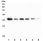 Western blot testing of human 1) T-47D, 2) A431, 3) A549, 4) HeLa, 5) K562 and 6) HepG2 cell lysate with Hsp27 antibody. Expected molecular weight: 23-27 kDa.