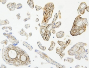 IHC staining of FFPE human placenta with Hsp27 antibody. HIER: boil tissue sections in pH6, 10mM citrate buffer, for 20 min and allow to cool before testing.