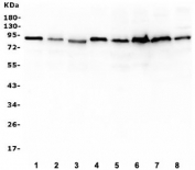 Western blot testing of human 1) K562, 2) Raji, 3) ThP-1, 4) SW579, 5) HepG2, 6) CCRF-CEM, 7) rat PC-12 and 8) mouse RAW246.7 lysate with SAE2 antibody. Predicted molecular weight: ~72 kDa but routinely observed at ~90 kDa.